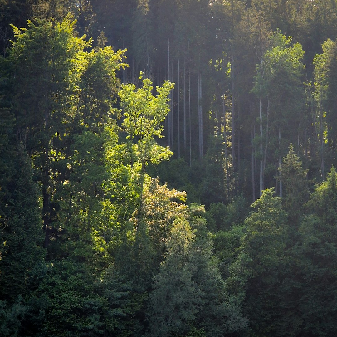 a herd of sheep grazing on a lush green forest